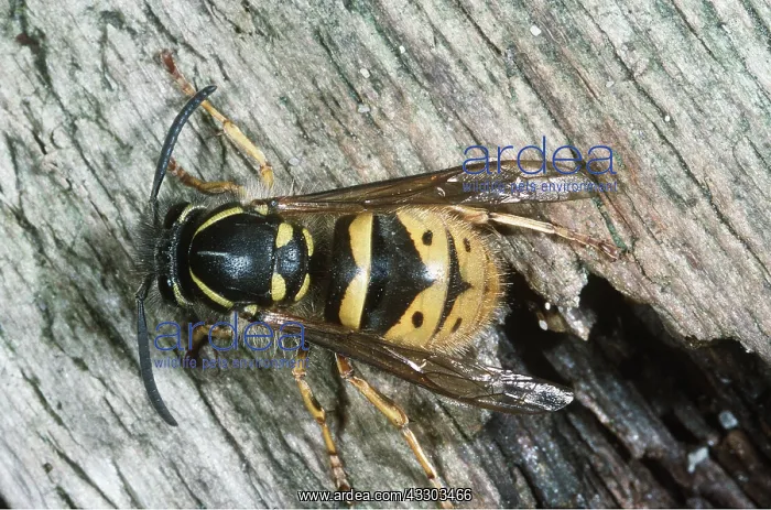 : QUEEN COMMON WASP - Queen after Hibernation - March : QUEEN COMMON WASP - Queen after Hibernation - March