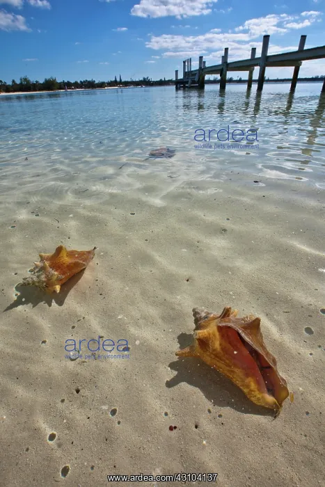 : Queen Conch : Queen Conch