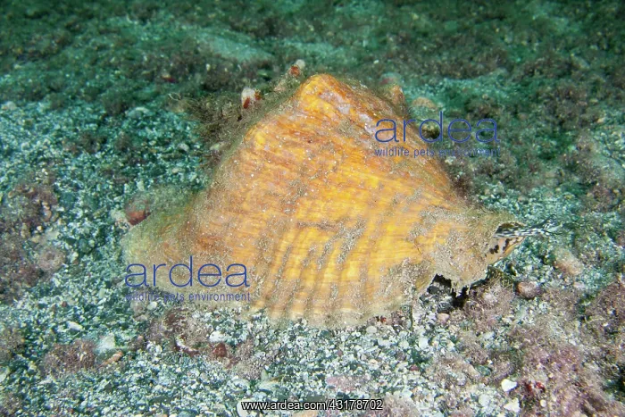 : Queen Conch : Queen Conch