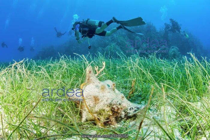  : Queen conch (Aliger gigas)in an sea bed, Queens