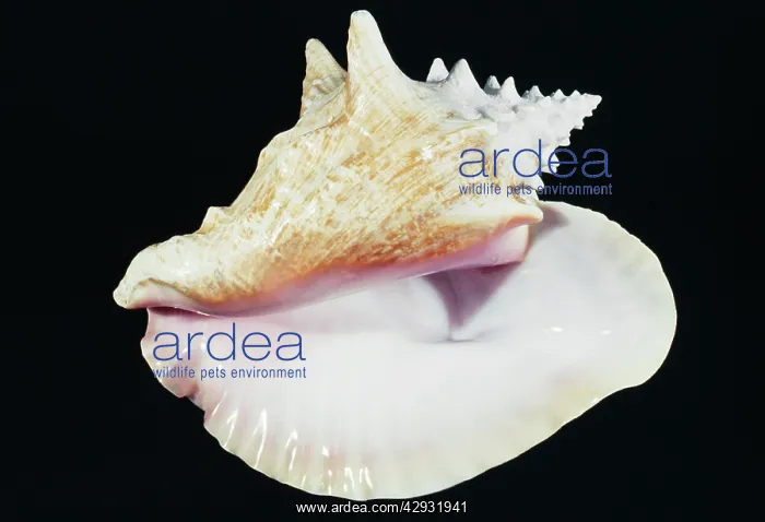 : Queen Conch Shell : Queen Conch Shell