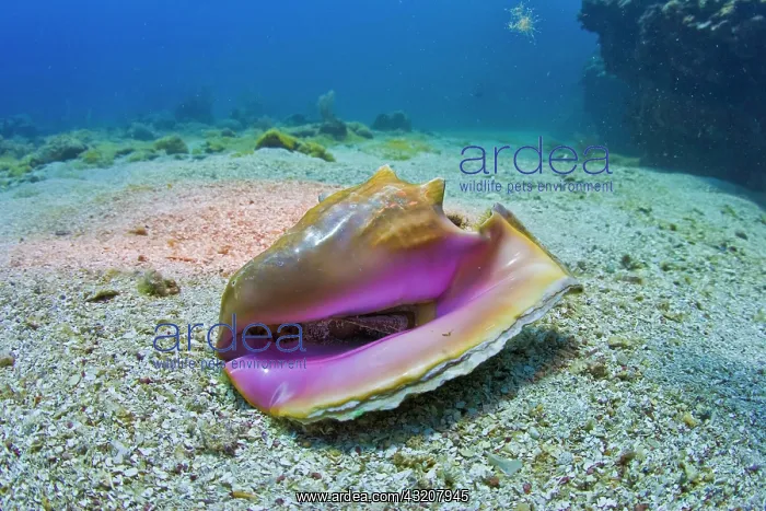 : Queen Conch shell (Strombus gigas), Roatan, Honduras : Queen Conch shell (Strombus gigas), Roatan, Honduras