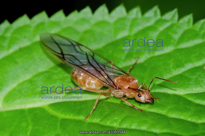 : Queen Green Tree Ant : Queen Green Tree Ant