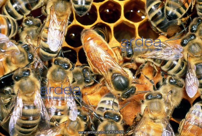: Queen Honey Bee - with attendant workers : Queen Honey Bee - with attendant workers