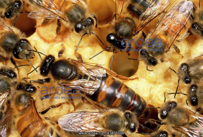 : Queen Honey Bee with workers - with clipped wings : Queen Honey Bee with workers - with clipped wings