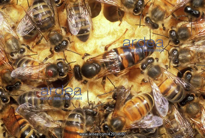: Queen Honeybee - Clipped wings : Queen Honeybee - Clipped wings
