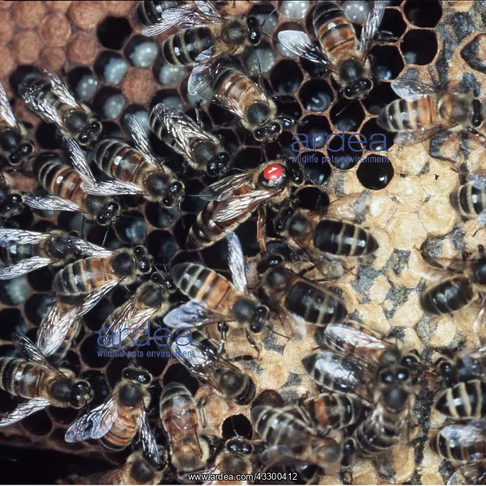 : Queen Honeybee marked - with attendant workers : Queen Honeybee marked - with attendant workers