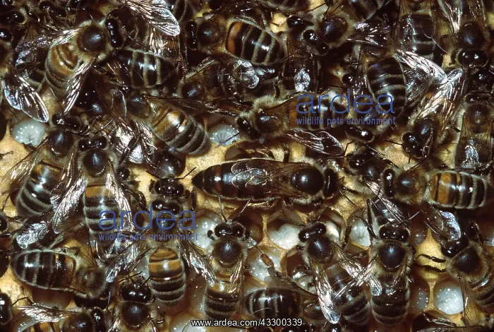 : QUEEN HONEYBEE - Surrounded by workers : QUEEN HONEYBEE - Surrounded by workers