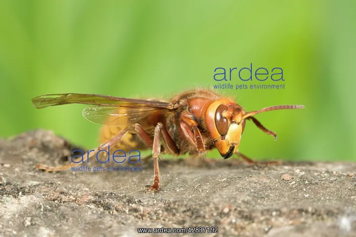  : Queen Hornet