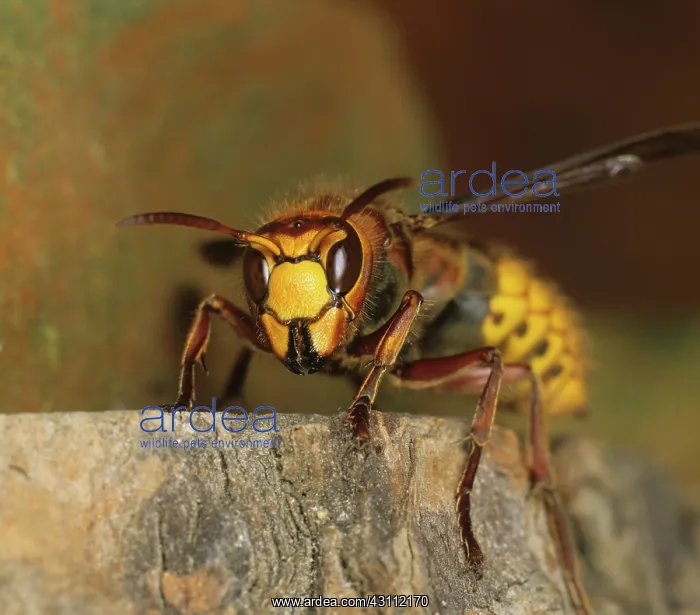 : Queen hornet : Queen hornet