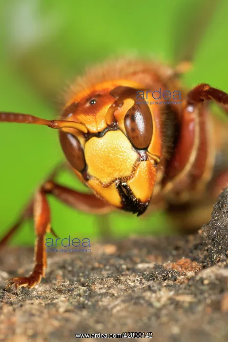 : Queen Hornet - defensive stance : Queen Hornet - defensive stance