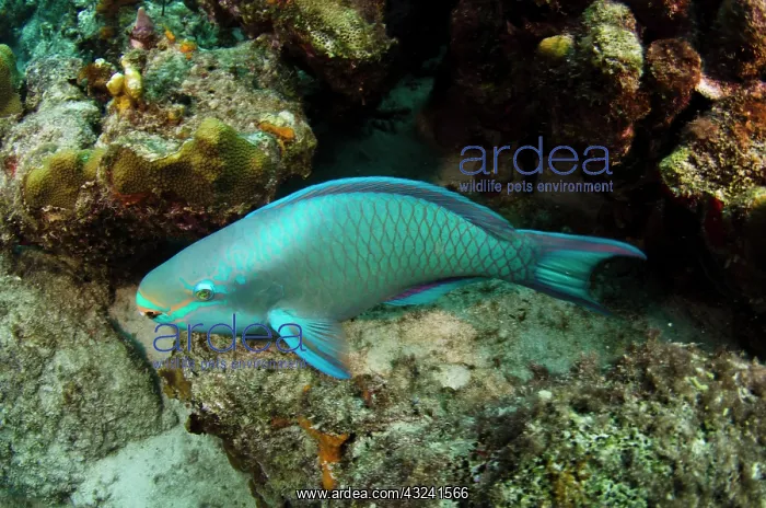 : Queen Parrotfish (Scarus vetula), Bonaire : Queen Parrotfish (Scarus vetula), Bonaire