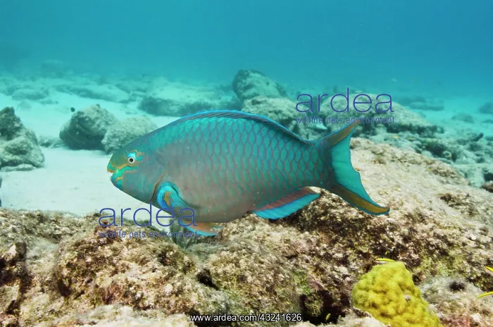 : Queen Parrotfish (Scarus vetula), Bonaire : Queen Parrotfish (Scarus vetula), Bonaire