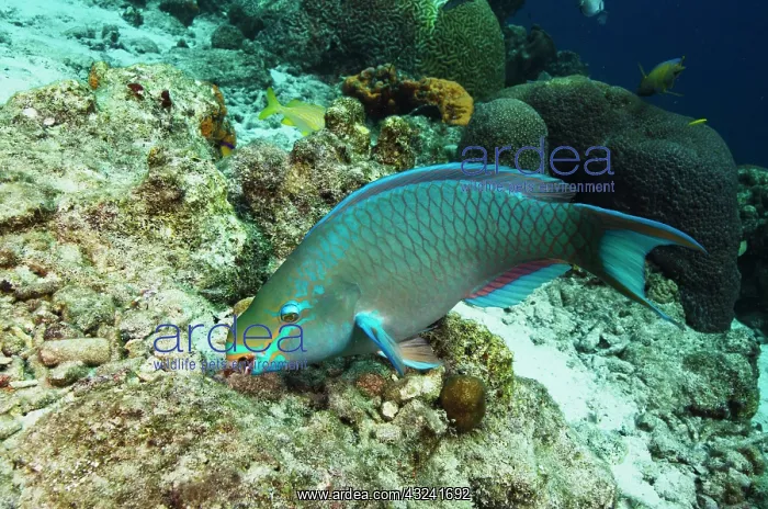 : Queen Parrotfish (Scarus vetula), Bonaire : Queen Parrotfish (Scarus vetula), Bonaire