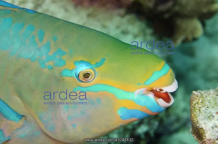  : Queen Parrotfish (Scarus vetula), Bonaire