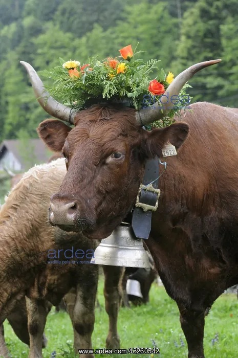 : Queen of Salers cows Transhumance Vosges France : Queen of Salers cows Transhumance Vosges France