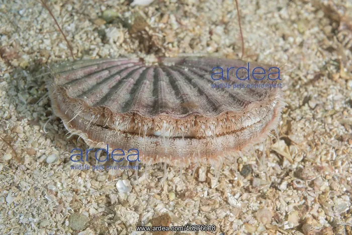 : Queen scallop (Aequipecten opercularis) on sandy : Queen scallop (Aequipecten opercularis) on sandy