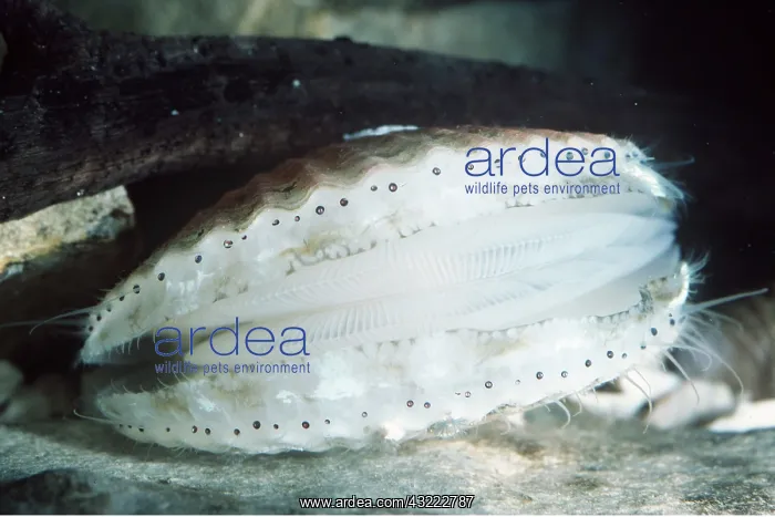 : QUEEN SCALLOP - showing gills and eyespots on edge : QUEEN SCALLOP - showing gills and eyespots on edge