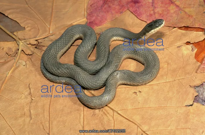  : Queen Snake