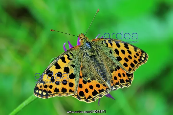 : Queen of Spain Fritillary : Queen of Spain Fritillary