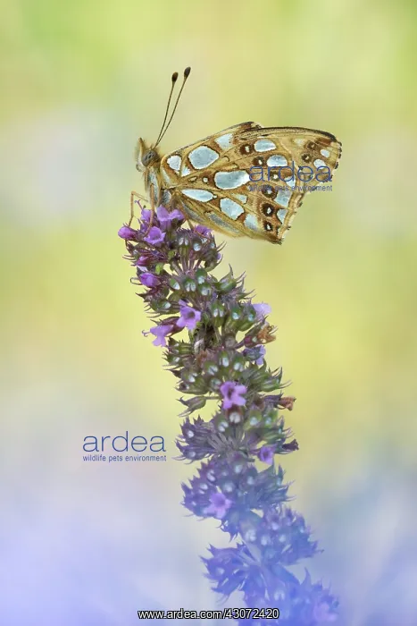 : Queen of Spain Fritillary : Queen of Spain Fritillary