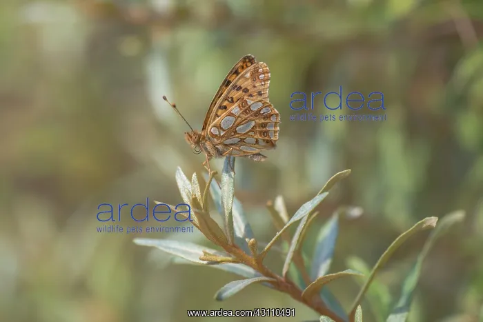 : Queen of Spain Fritillary : Queen of Spain Fritillary