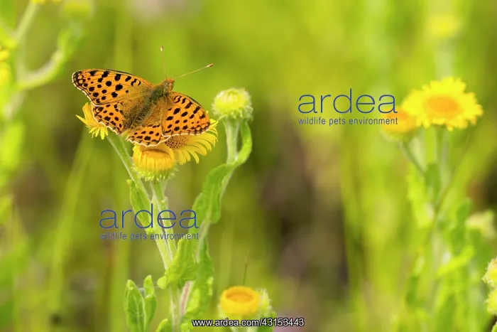 : Queen of Spain Fritillary : Queen of Spain Fritillary