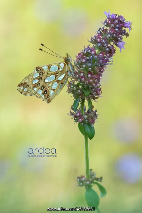 : Queen of Spain Fritillary : Queen of Spain Fritillary