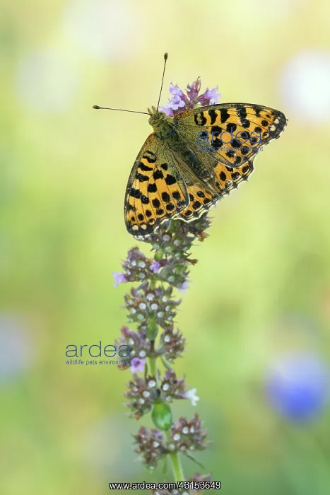 : Queen of Spain Fritillary : Queen of Spain Fritillary