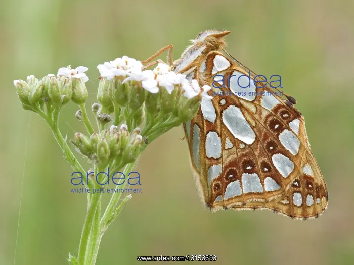 : Queen of Spain Fritillary : Queen of Spain Fritillary