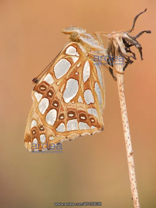 : Queen of Spain Fritillary : Queen of Spain Fritillary