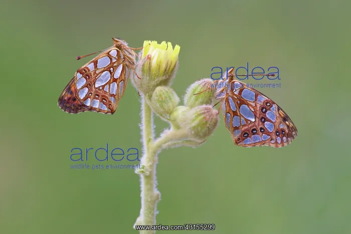 : Queen of Spain Fritillary : Queen of Spain Fritillary