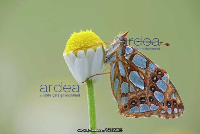 : Queen of Spain Fritillary : Queen of Spain Fritillary