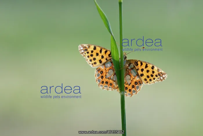 : Queen of Spain Fritillary : Queen of Spain Fritillary
