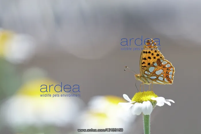  : Queen of Spain Fritillary