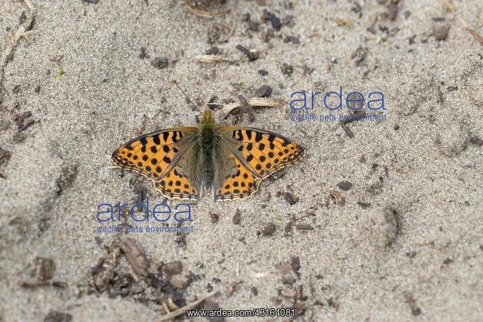 : Queen of Spain Fritillary : Queen of Spain Fritillary