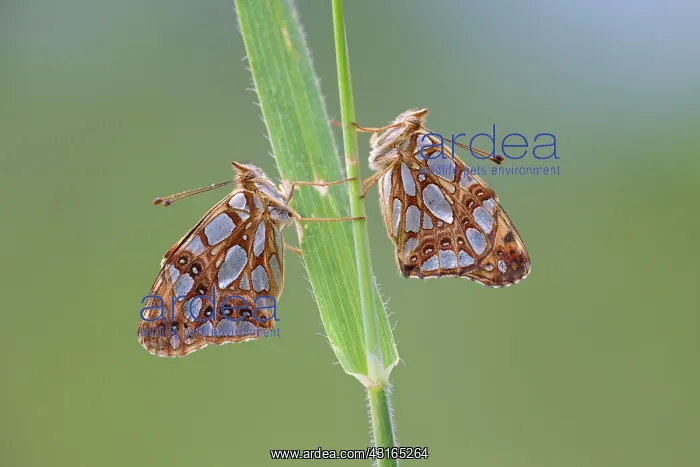 : Queen of Spain Fritillary : Queen of Spain Fritillary