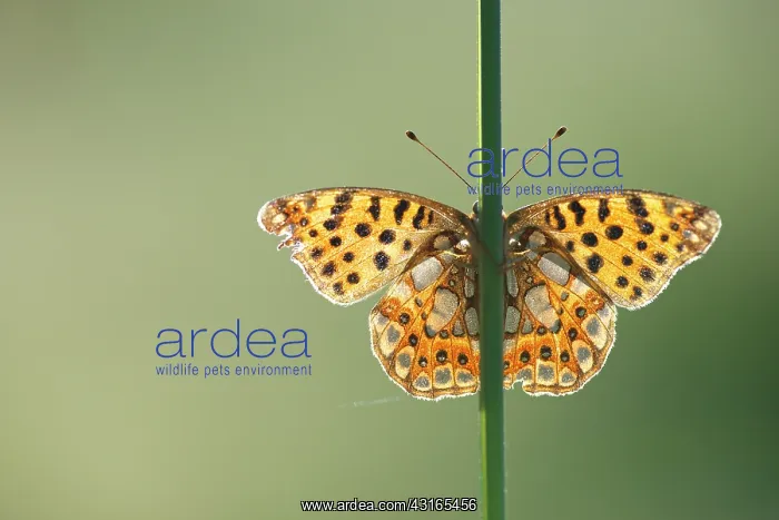: Queen of Spain Fritillary : Queen of Spain Fritillary