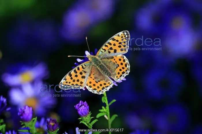 : Queen of Spain Fritillary Butterfly on autumn Aster : Queen of Spain Fritillary Butterfly on autumn Aster