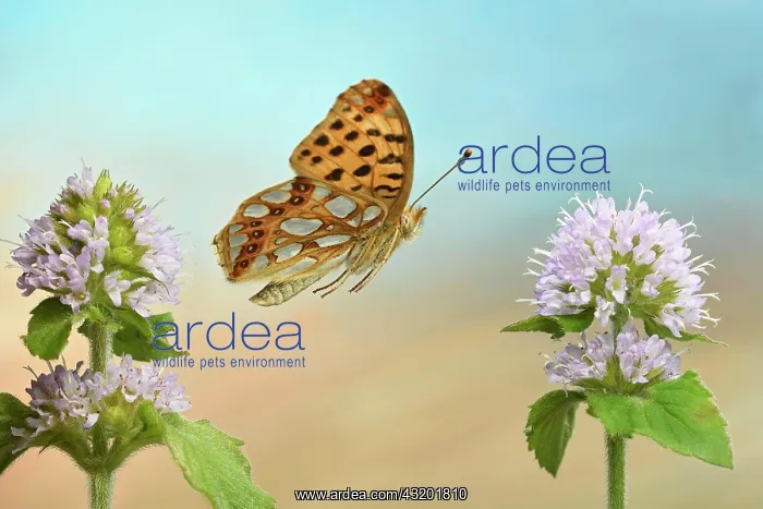 : Queen of Spain fritillary (Issoria lathonia) in : Queen of Spain fritillary (Issoria lathonia) in