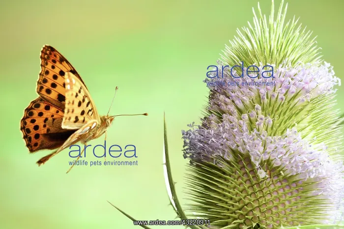 : Queen of Spain fritillary (Issoria lathonia), in : Queen of Spain fritillary (Issoria lathonia), in