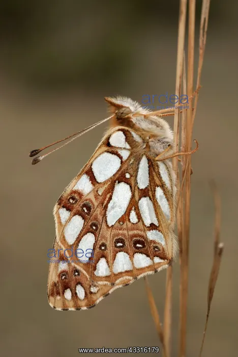 : Queen of Spain Fritillary (Issoria lathonia) : Queen of Spain Fritillary (Issoria lathonia)