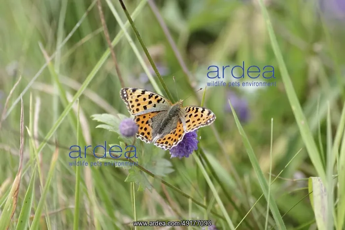 : Queen of Spain fritillary (Issoria lathonia) : Queen of Spain fritillary (Issoria lathonia)