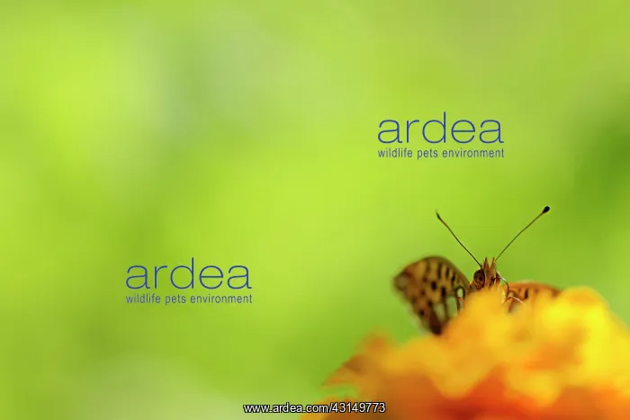 : Queen of Spain Fritillary (Issoria lathonia) feeding : Queen of Spain Fritillary (Issoria lathonia) feeding