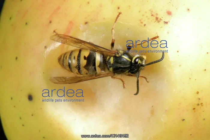 : Queen wasp on an apple : Queen wasp on an apple
