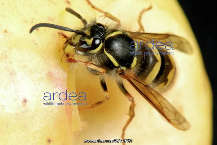  : Queen wasp on an apple