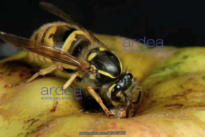 : Queen wasp on an apple : Queen wasp on an apple