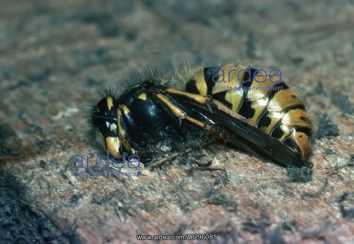 : Queen Wasp - hibernating : Queen Wasp - hibernating