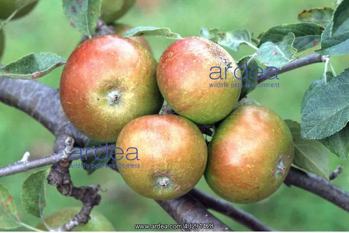 : QUEEN'S COX APPLE - larger than the orange pippin : QUEEN'S COX APPLE - larger than the orange pippin