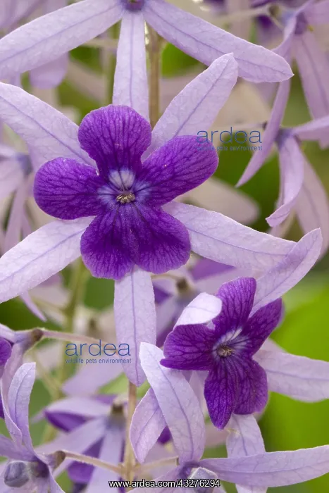 : Queen's wreath (Petrea volubilis) : Queen's wreath (Petrea volubilis)